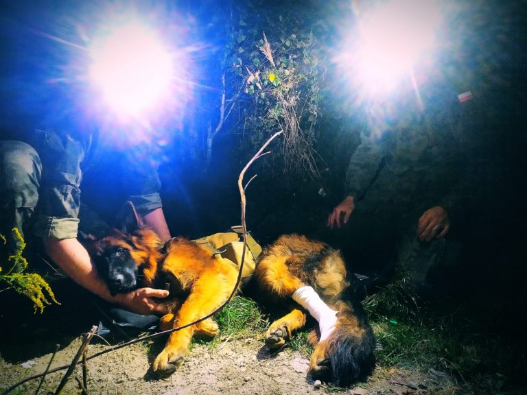 Śląscy terytorialsi uczą się jak pomagać psim żołnierzom