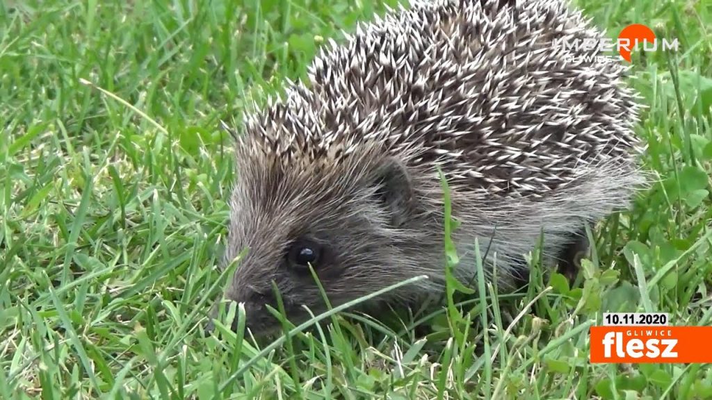 Pamiętajmy o nim – nie tylko od święta. Dziś obchodzimy Międzynarodowy Dzień Jeża