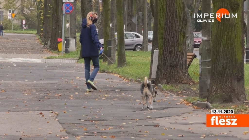 Al. Mickiewicza do remontu, ale…trochę poczekamy. „Lipy będą bezpieczne” – zapewnia ZDM