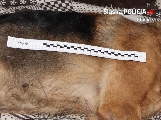 Nie żyje 9-letni owczarek, który złapał się we wnyki, zastawione na granicy Bojkowa. Gliwicka policja szuka kłusownika