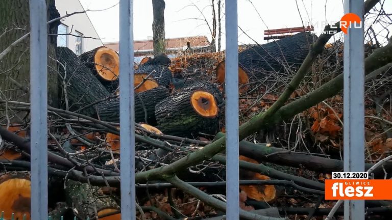 Dlaczego wycięto drzewa przy ul. Kozielskiej? Odpowiadamy na pytania gliwiczan