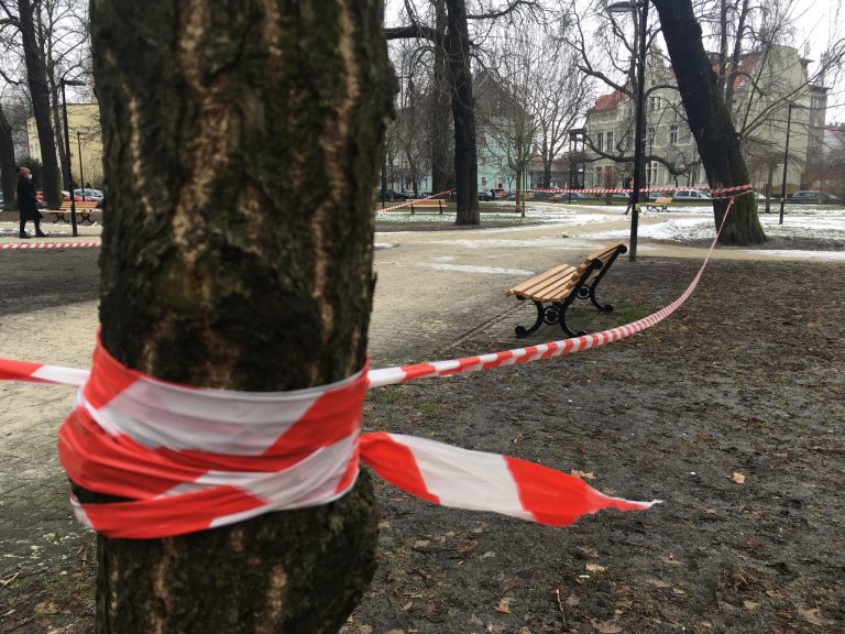 Wycinka w Parku Mickiewicza
