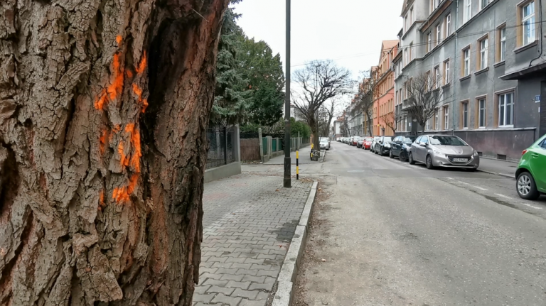 Wycinka drzew przy ul. Długosza wstrzymana