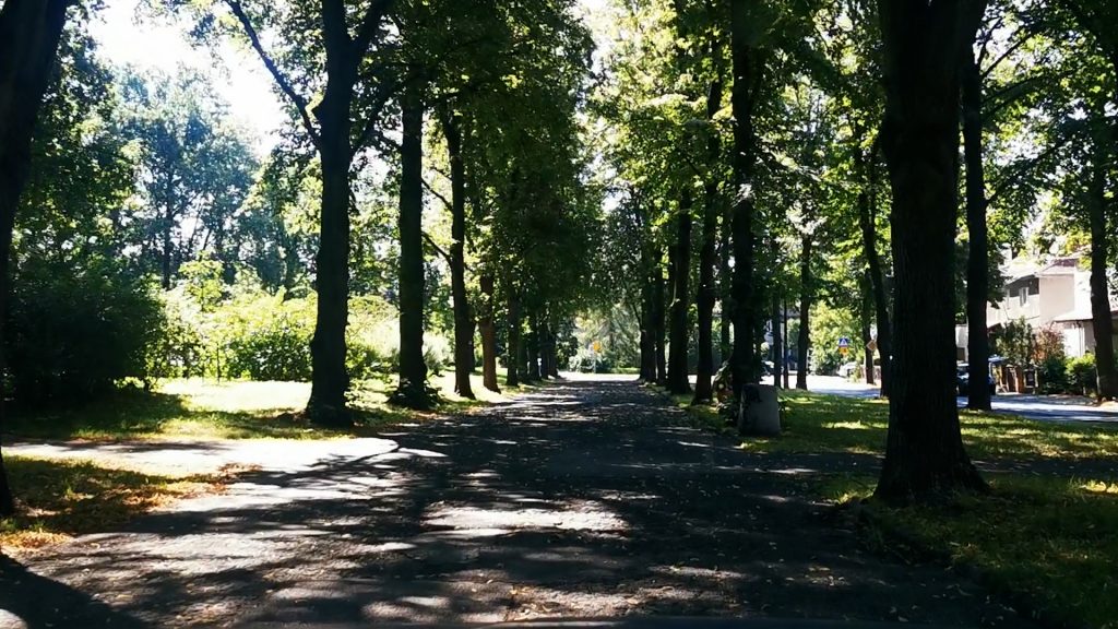 ZDM przekazał uwagi mieszkańców dot. alei Mickiewicza projektantowi. Będą konsultacje?