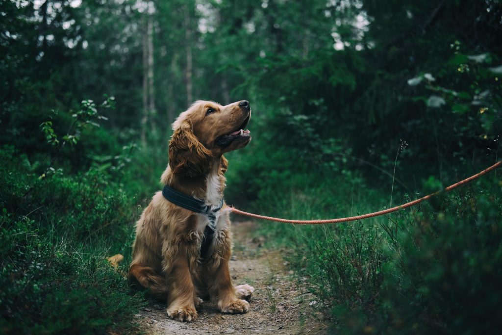 Zastanawiasz się nad adopcją psa? Ta akcja jest dla Ciebie!