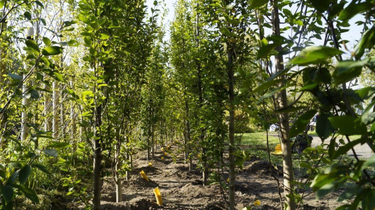 Prawie 3 tysiące nowych drzew w Gliwicach! Na jakich ulicach?