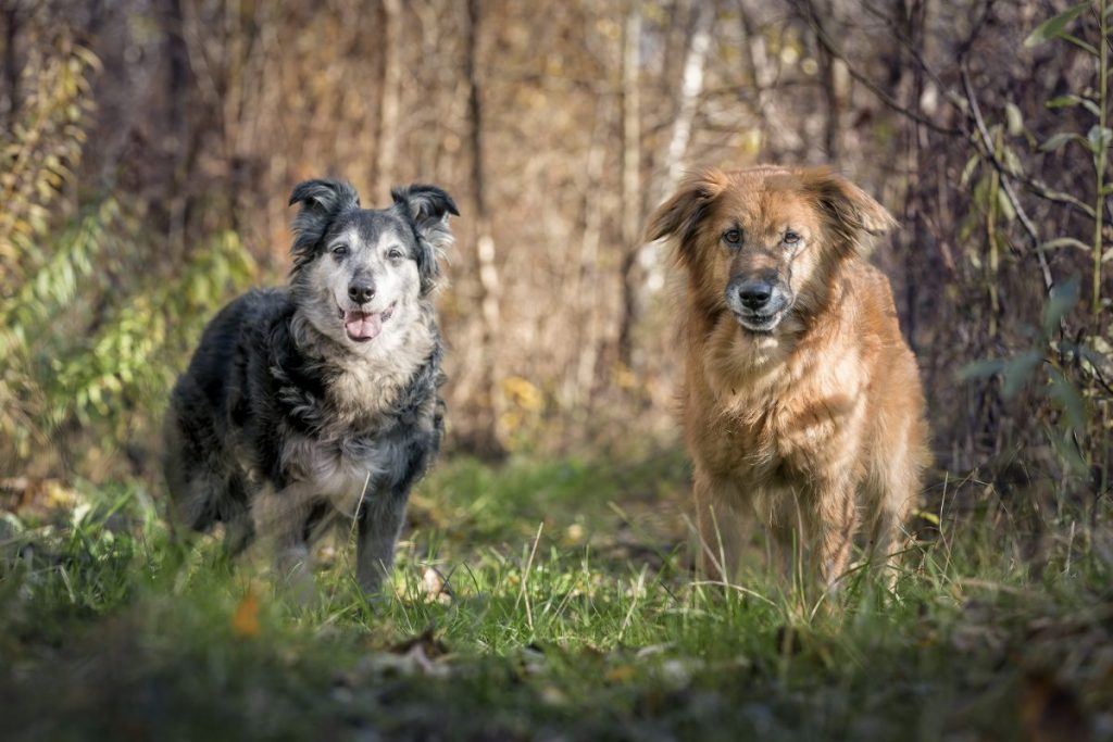 Gliwickie psiaki czekają na swojego człowieka!