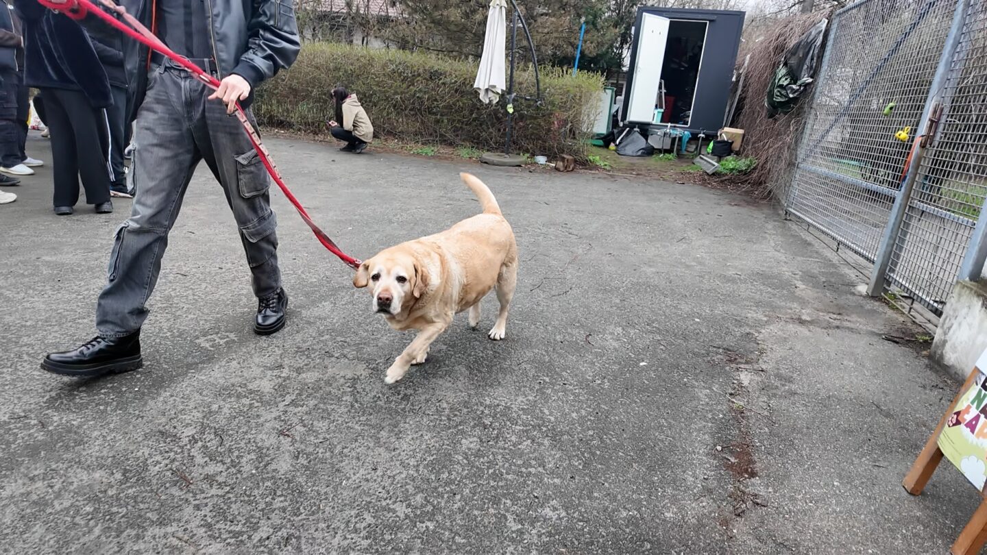 Wielkanocny Bieg na sześć łap w Gliwicach. Pomoc, która  zmienia los zwierząt